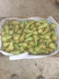 Witam sprzedam gruszkę konferencje w trzech sortach gruba 4.8zl kg średnia 3.8 zl kg i drobna 3zl kg oraz 96  łuszczek Xenia srednia...
