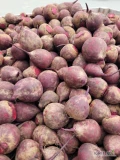 Sprzedam młode buraki(ПРОДАМ БУРЯК НА ЕКСПОРТ)kal 5-10 pakowane worek 10kg lub bigbag ilości 10-15t. lub...