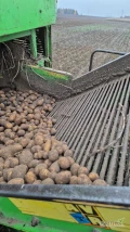 Sprzedam ziemniaki – odmiana Gerona