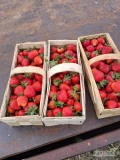Truskawka odmiany Arosa dostępne około 500 szt zrywane będą od 15 do 18 lokalizacją Miedzechów tel 782 613 711 