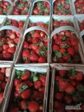 Sprzedam truskawki verdi do odebrania wieczorem PW trakcie rwania ponad 100 sztuk cena 23 zł za kobiałkę 