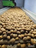 Sprzedam ziemniaki: odmiana GALA. 20 ton. Kaliber 30-45 mm. Możliwość zaprawienia. Więcej informacji pod numerem: 728-271-863 ,...