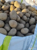 Sprzedam ziemniaki z fito na UE , Queen Anne 50+ big bag lub worek