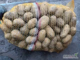 Sprzedam ziemniaki odmiana Queen Anna, twarde bez kiełka ok 300-400 worków 