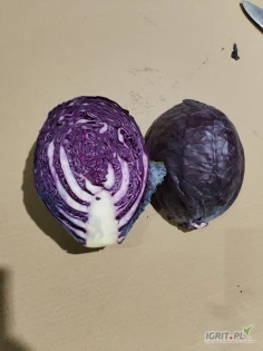 Kapusta czerwona odmiana Futurima bez wciornastka, kaliber 1-4kg możliwość przesortowania. Duża ilość około 250 ton, cena 1zł/kg możliwość negocjacji. Możliwy transport.