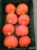 sprzedam duże ilości dyni hokkaido i dyni piżmowej, bezpośrednio od producenta