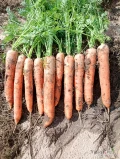 Sprzedam marchew na przemysł 
