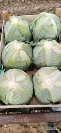Sprzedam kapustę białą kal marketowy