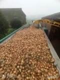 Cebula ŻÓŁTA na worek i do obierania. Ilości tirowe, import, dostawa do klienta w całej Polsce. Towar gruby 65-75%6mm+. Co tydzień...