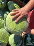 Sprzedam kapustę płaską gołąbkową odmiana nokta waga od 1,5 do 3.5 kg bez robaka mącznika mszycy 