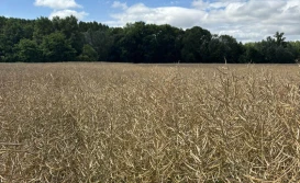 KZPRiRB i PSPO: tegoroczne zbiory rzepaku nie będą rekordowe