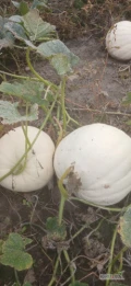 Sprzedam dynie ozdobną biały miś 