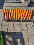 Sprzedam młodą marchew odmiana Laguna,kaliber 3+, skrzynia, big bag, 