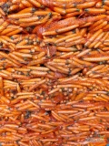 Marchew myta kaliber 2-4, szczotkowana w worku szytym.