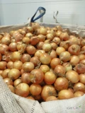 Fresh Home sprzeda cebule ZOLTA z siewu . Pryzma po koszu na worek lub cebula obcieta wysortowana wg kalibru 30/40 40/50 50/70 70+ po...