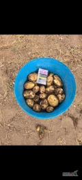 Sprzedam ziemniaka z Rumuni świeża dostawa ziemnaik bardzo ładny. Kontakt 509744340