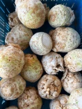 Sprzedam seler na czysto kaliber 0,4-0,8; 0,8-1,2kg, sposób pakowania wg potrzeb. Seler bez pozostałości pestycydów i metali...