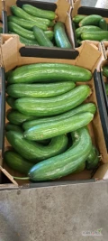 Sprzedam Ogórka Szklarniowego 2 klasa. Nawiąże stałą współpracę. Worek, karton lub skrzynia. Ogórek świeży, twardy. Możliwy...