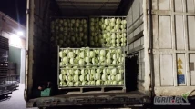 Sprzedam kapustę białą kaliber 1-4 opakowanie karton box ilości tirowe