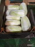Sprzedam z KA kapustę pekińską Bilko od 8-12 szt w karton  33zł 