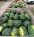Sprzedam polskie arbuzy z własnej plantacji, odmiana: mirsini, ilość: 20 ton.