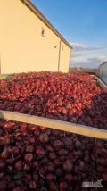 Sprzedam cebulę czerwoną kal 4-9 certyfikat  i  luzem bądź w skrzynie odmiana RED TIDE fazor 