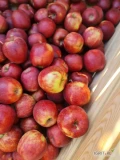 Sprzedam Jabłka Rubin,Champion,Boskop,Bohemia,jablka bardzo ładne duże wybarwione,Możliwość transportu opakowanie w kwestii dogadania...