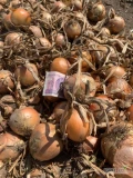 Sprzedam cebulę wiosenną twarda 50 ton typ amerykański, duża nadaje się na worek 0,6 zł/kg, również czerwoną zimową 25 ton bardzo...