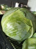 Sprzedam kapustę białą Cyclone. Kaliber 1,5-3,5 kg. Dowolne opakowanie.