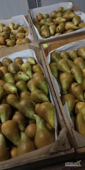 Gruszka Konferencja. Sortowana od 5,5. Część wybrana w skrzynkach drewnianych (jak na zdjęciu). W sumie 4-5 ton. Cena do ustalenia,...
