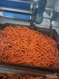Sprzedam marchew drobną