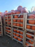 Sprzedam dynie halloween 6-10kg. Pakowane w skrzynie drewniane. Ilości tirowe.