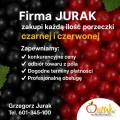 Firma JURAK z Opola Lubelskiego zakupi każdą ilość porzeczki czarnej I czerwonej w skrzynce i kistenie. Zapewniamy transport oraz...