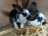 Witam sprzedam młode króliki 