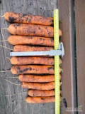 Sprzedam marchew kaliber 3-5.5cm