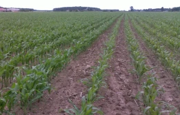 Efektywne nawożenie kukurydzy