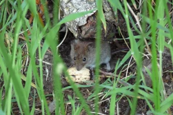 Plaga gryzoni. Dopłat do ubezpieczeń nie będzie