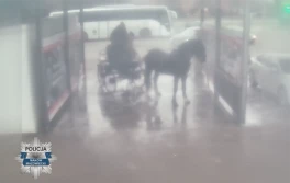 Mycie konia w myjni samochodowej nie było znęcaniem się