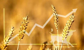 Zboża drożeją. Czy są zapasy?