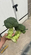 Sprzedam brokuł pałka 500+
