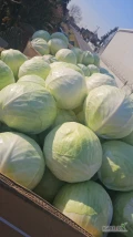 Witam sprzedam kapuste białą w Karton box kaliber 1-4 kg ilości tir zainteresowanych zapraszam