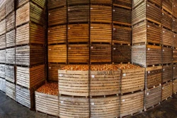 Żeby warzywa przetrwały do wiosny