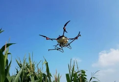 Zwalczanie omacnicy w kukurydzy