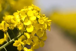Nie będzie zmian w ustawie o biopaliwach