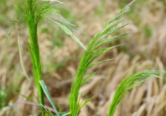 Antybiotyki, herbicydy – stosuj rozsądnie