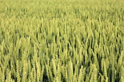 Zbiory zbóż na Ukrainie będą znacznie mniejsze