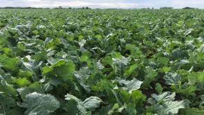 Chowacze znów w natarciu