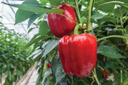 Naturalny, wieloskładnikowy nawóz o optymalnej kompozycji składników