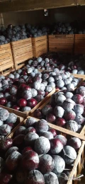 Sprzedam kapuste czerwoną jakość marketowa kaliber 1-3 kg i powyżej 3 kg na przemysł , możliwość transportu po 3,5 tony. 