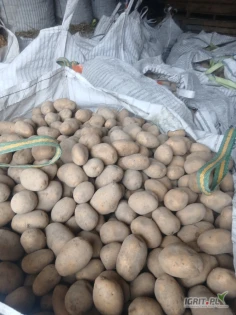 Ziemniaki odmiany Soraya w kalibrazu 50 +. Gotowe 24 tony. Pakowane w big-bag. Ilości tirowe.